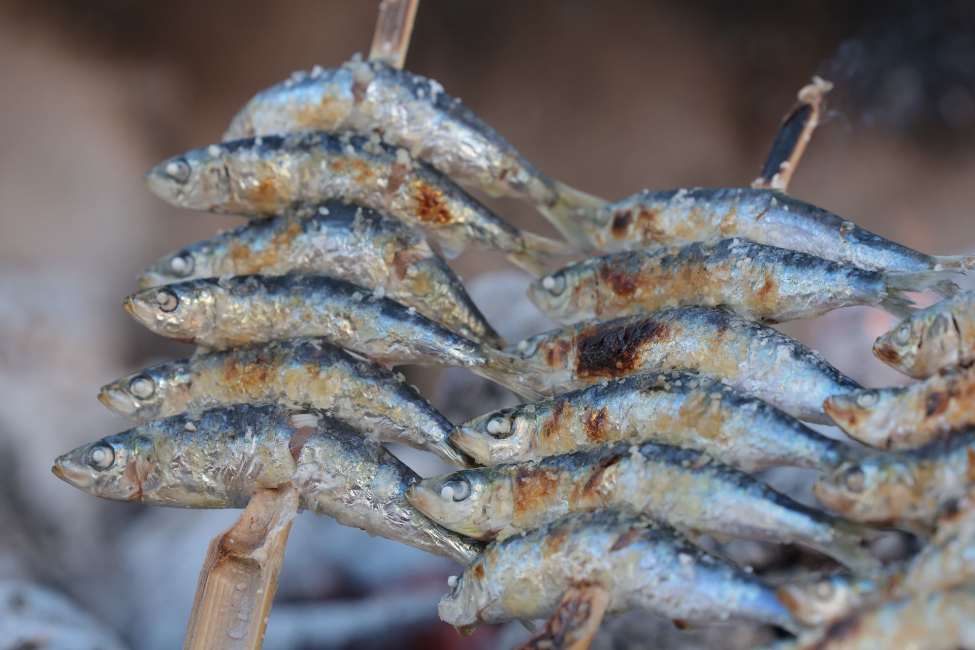 Finalists in the search for the best sardines on the Costa del Sol, in photographs