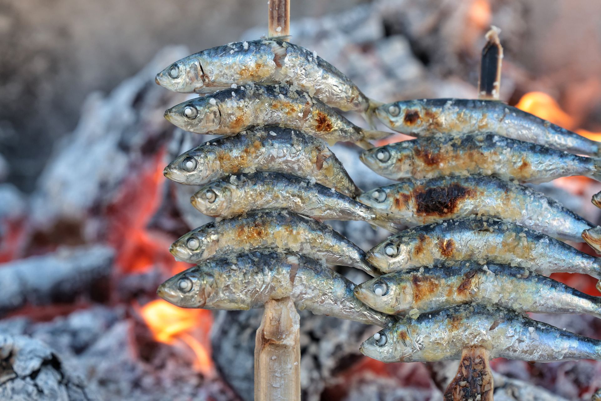 Finalists in the search for the best sardines on the Costa del Sol, in photographs