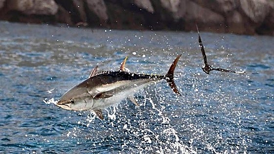 Bluefin tuna 2024 open season starts in Gibraltar