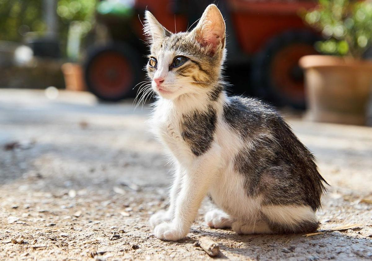 Costa del Sol town signs agreement to control street cat colonies