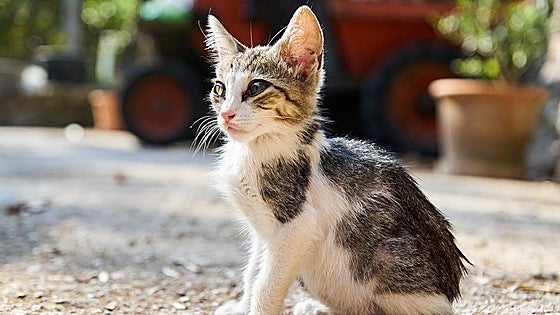 Costa del Sol town signs agreement to control street cat colonies