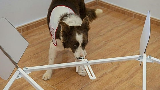 The dogs that can detect hypoglycaemia and epilepsy in their owners