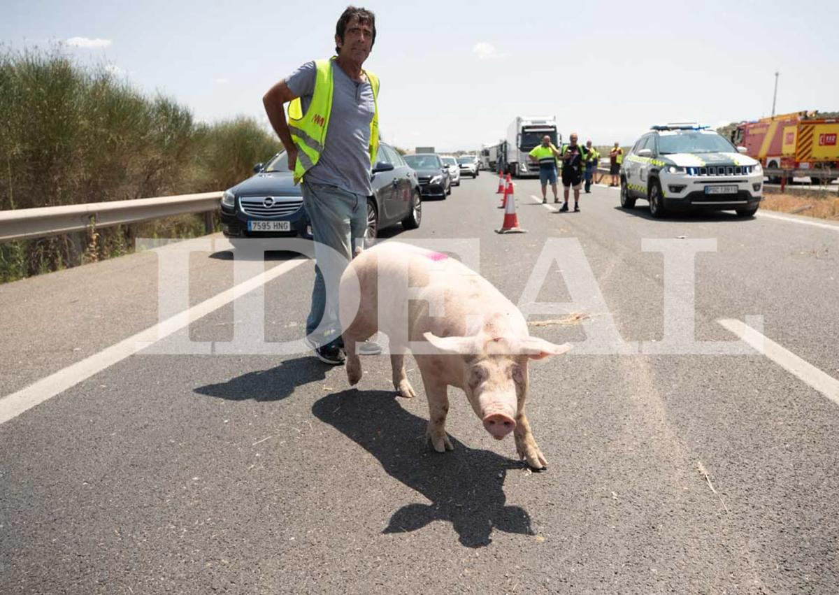 Imagen secundaria 1 - In pictures: Long tailbacks as dozens of pigs roam free on motorway in Spain after livestock lorry overturns