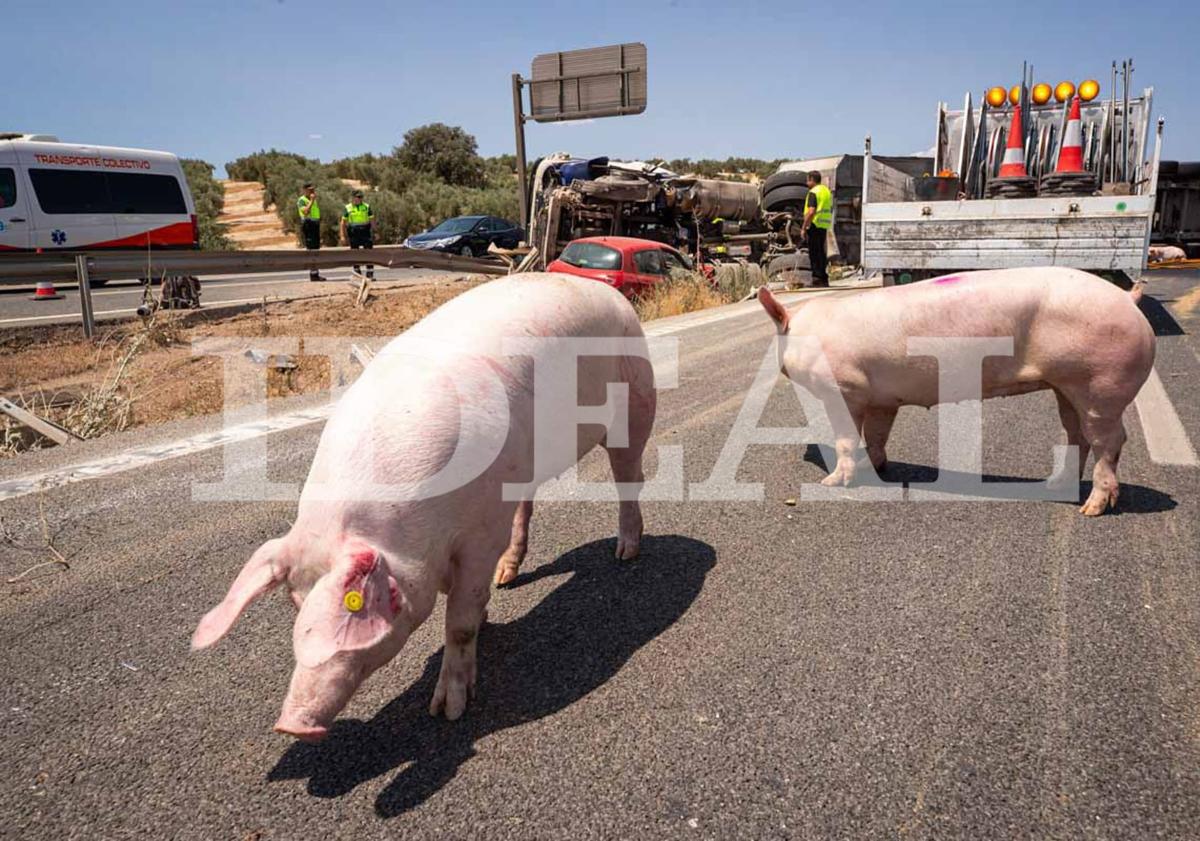 Imagen principal - In pictures: Long tailbacks as dozens of pigs roam free on motorway in Spain after livestock lorry overturns