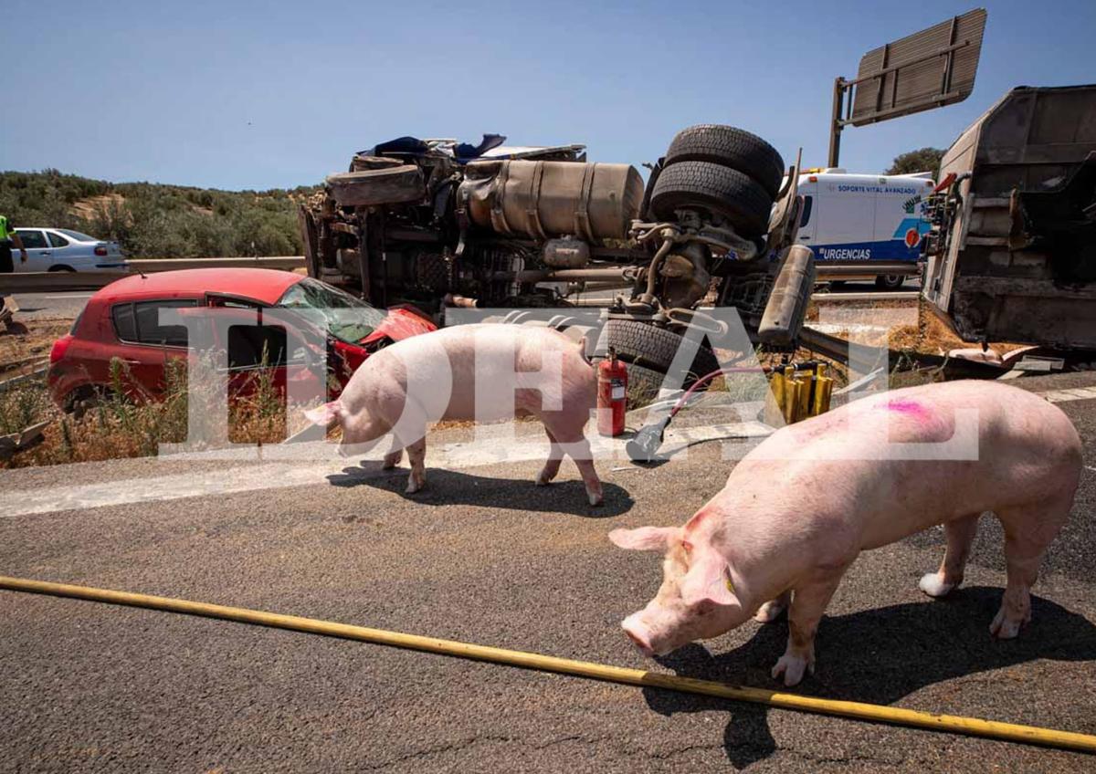 Imagen secundaria 1 - In pictures: Long tailbacks as dozens of pigs roam free on motorway in Spain after livestock lorry overturns