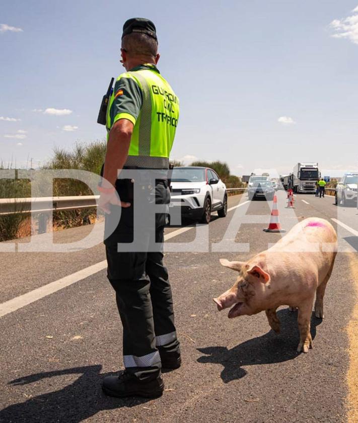 Imagen secundaria 2 - In pictures: Long tailbacks as dozens of pigs roam free on motorway in Spain after livestock lorry overturns