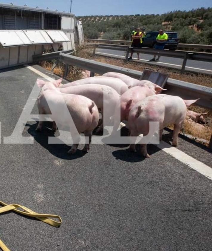 Imagen secundaria 2 - In pictures: Long tailbacks as dozens of pigs roam free on motorway in Spain after livestock lorry overturns