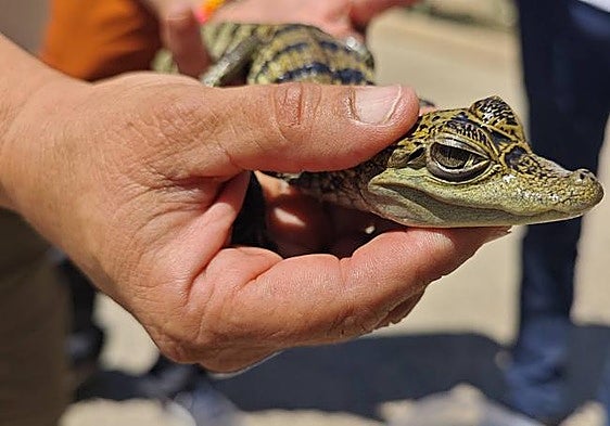 Crocodile rescued by police during illegal immigrant and drug trafficking operation in south of Spain