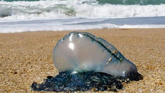 Portuguese man o' war wash up on popular Costa de la Luz beach in south of Spain