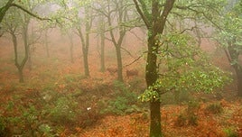 Los Alcornocales Natural Park.