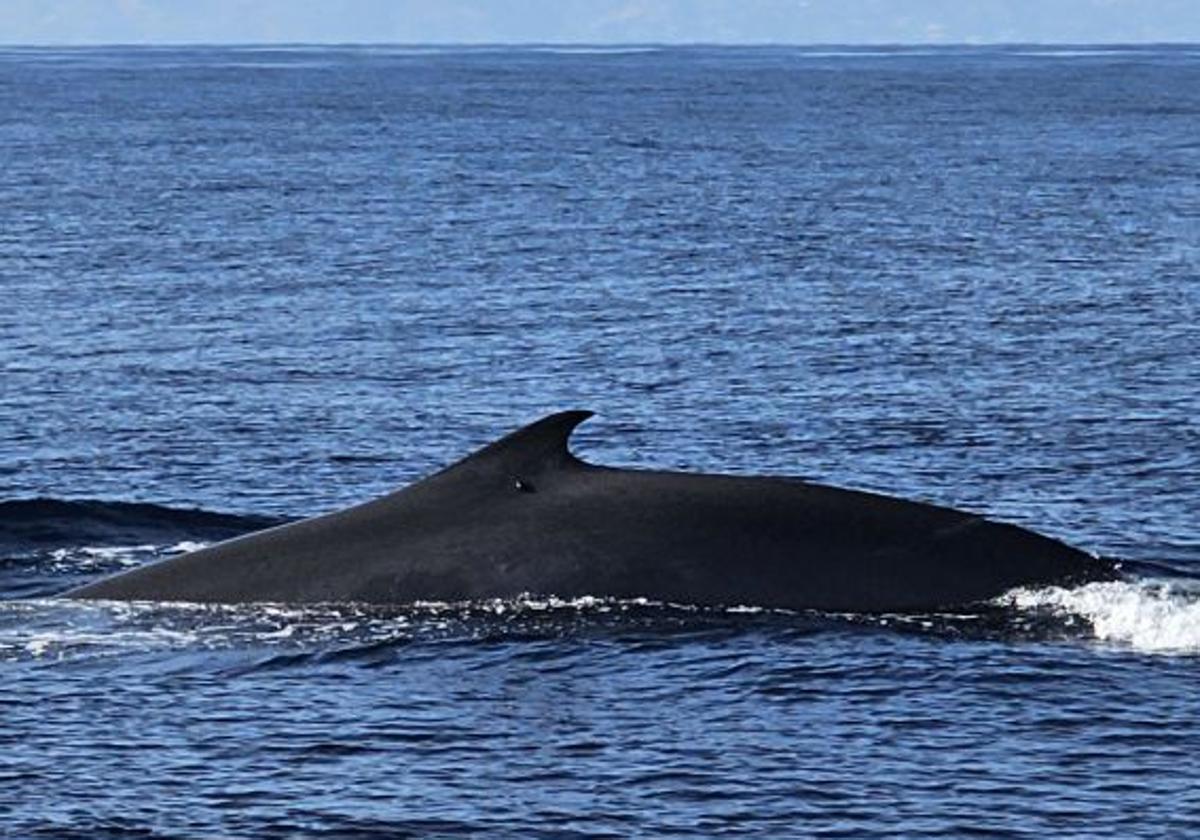 Whales sighted off Motril on 2 July.