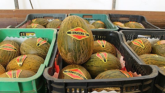 Manolito: the Malaga name that guarantees you a tasty melon as part of your five-a-day
