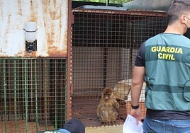One of the Barbary macaques found locked up in a cage in Granada, Spain.