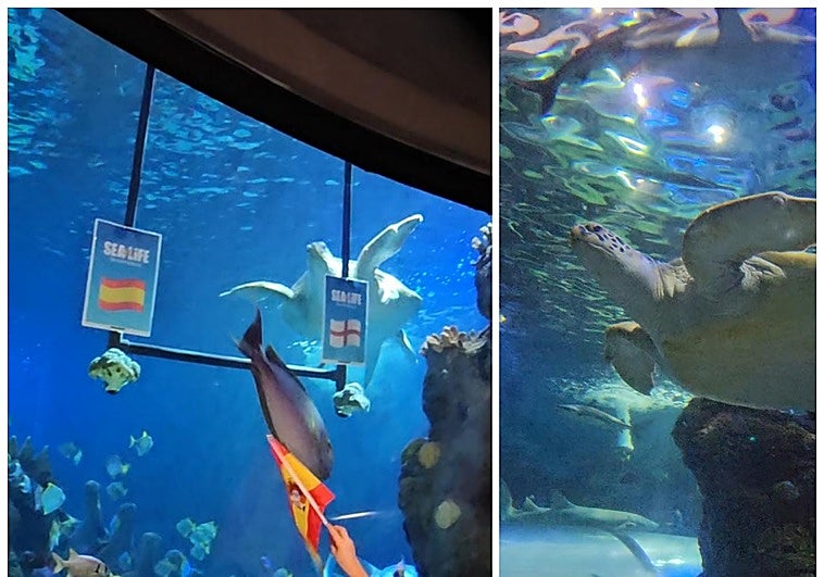 Spain or England? The result is in as turtle at Sea Life in Benalmádena predicts which team will win the Euro 2024 final