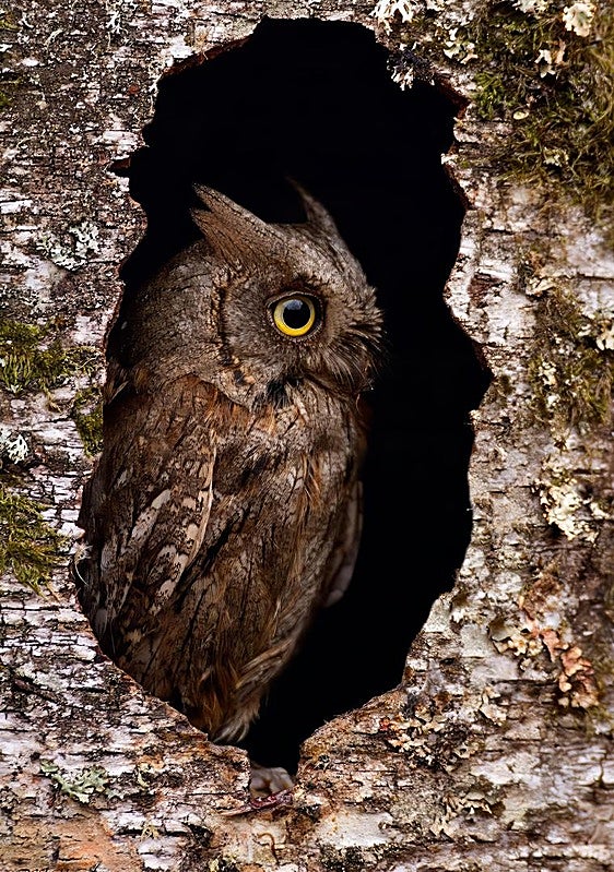 The Eurasian Scops owl