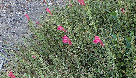 Recommended for your garden in the south of Spain: Scutellaria