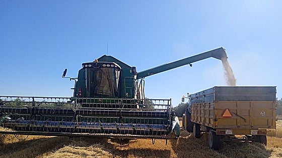 Cereal harvest recovers in Malaga province but farmers face crisis with low prices