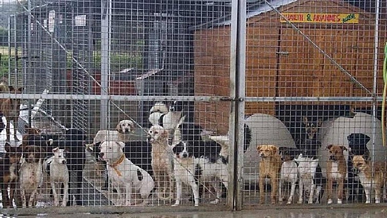 Campo de Gibraltar dog shelter hits campaign target for new home