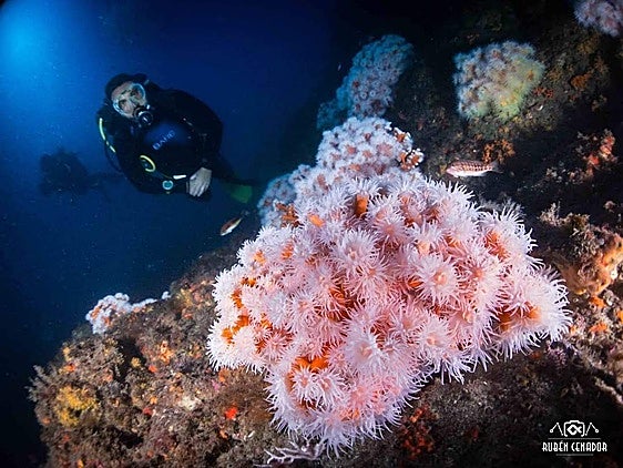 The coral can be found at a depth of 27 metres off La Herradura.
