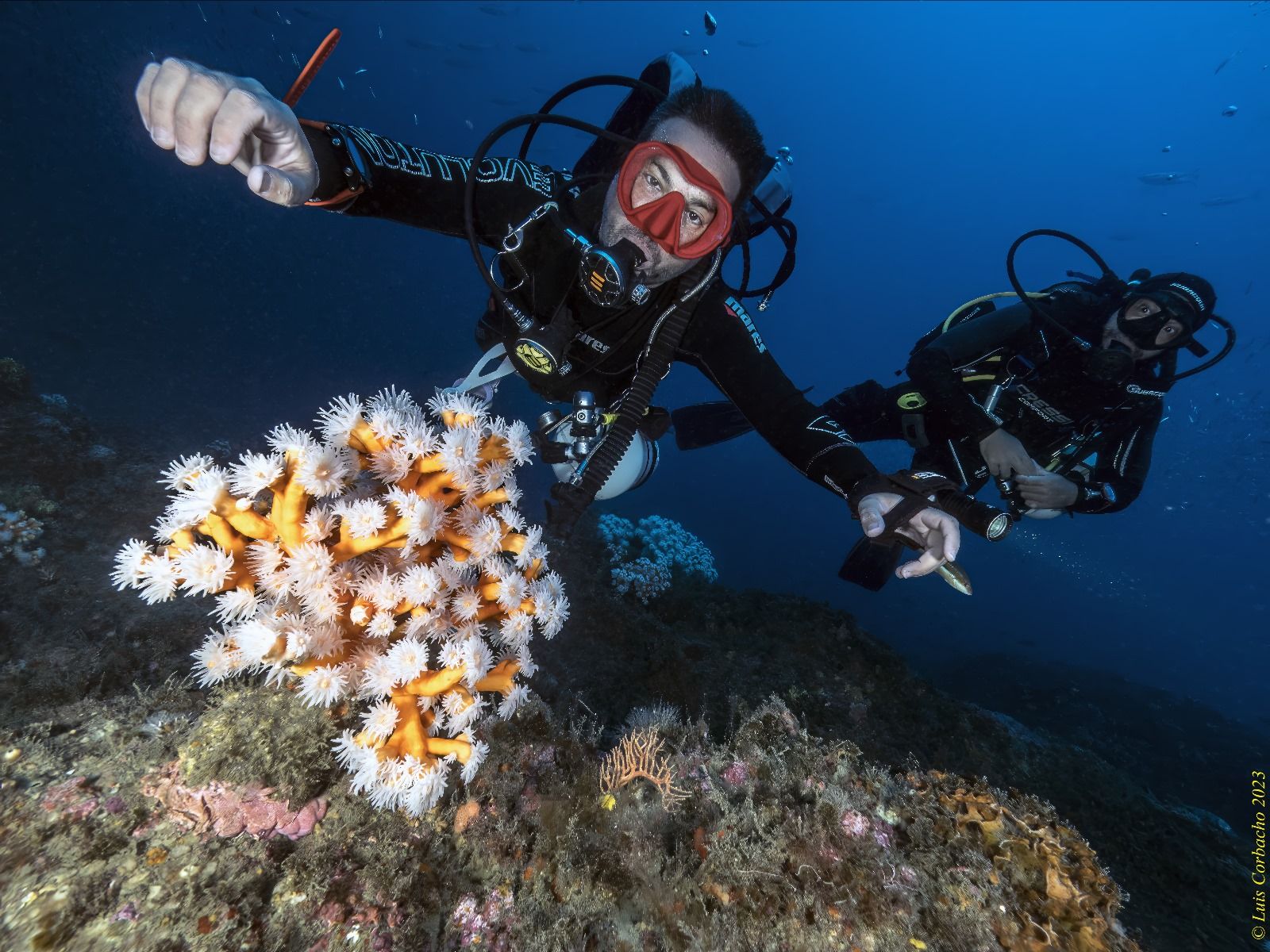 Divers with the orange coral.