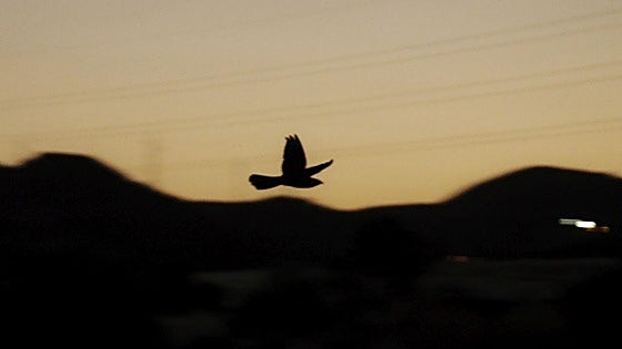 The enigmatic migratory bird that is heard every summer in Malaga
