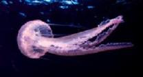 Pelagia noctiluca