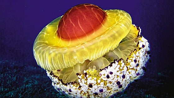 Meet the 'fried egg' and other types of jellyfish you may encounter on your summer holiday in Spain
