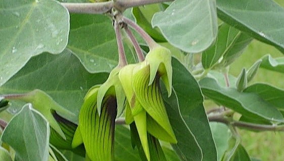 Recommended for your garden in the south of Spain: Crotalaria cunninghamii