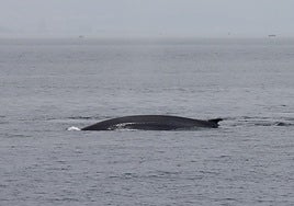 Fin whale seen off the coast of Benalmádena.