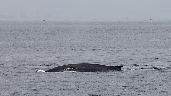 This is the moment several giant migrating fin whales were spotted off the Costa del Sol