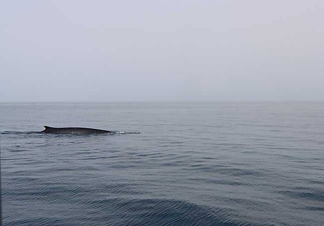 Sighting of fin whales in Benalmádena, during their migration.