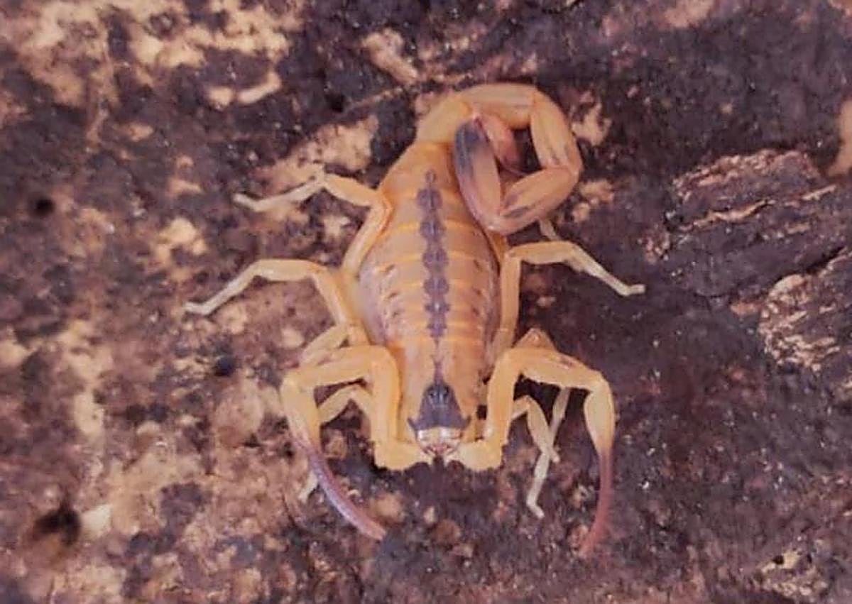 Imagen secundaria 1 - Police uncover 'zoological and biological time bomb' on Spain's Canary Islands