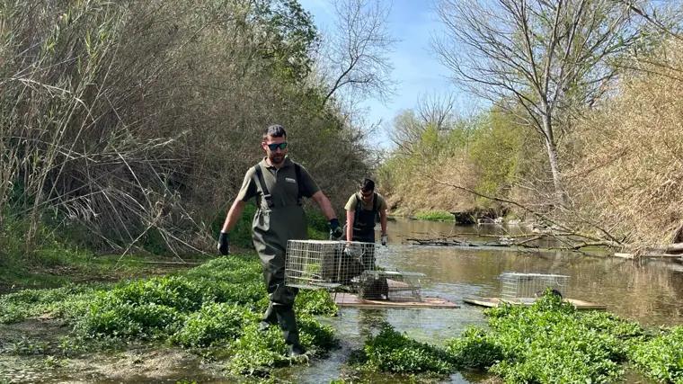 Officers capture coypu in Catalonia.