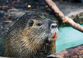 A coypu.