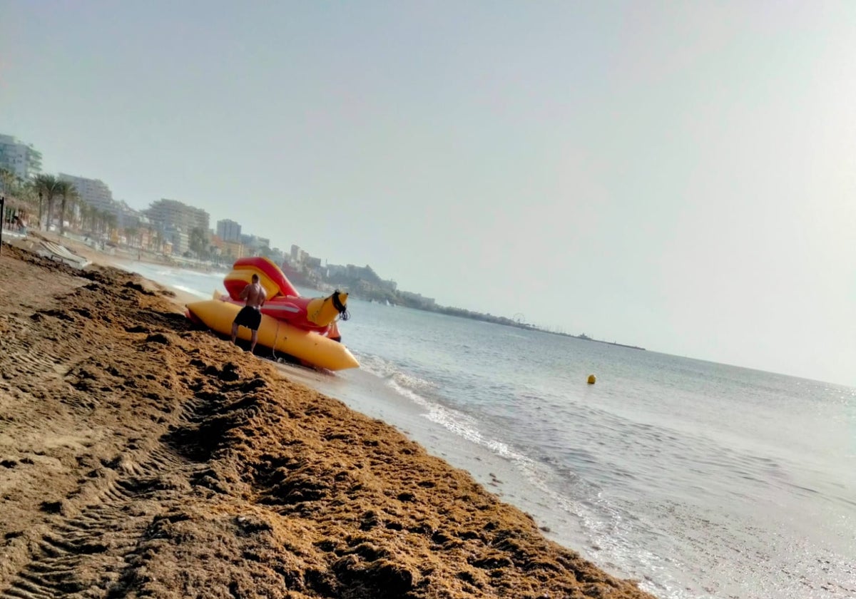 View of one of the beaches affected by the arrival of the invasive seaweed.