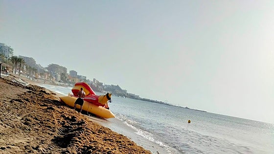 More than 12 tonnes of invasive Asian seaweed washed up on Benalmádena's beaches in a single night