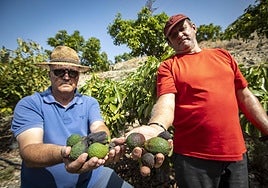Costa Tropical's mango and avocado harvest down by 90 per cent after five years of 'ruin'