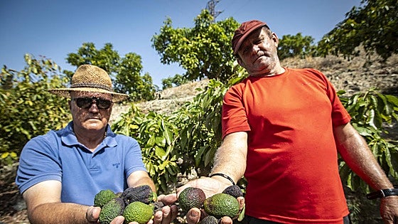 Costa Tropical's mango and avocado harvest down by 90 per cent after five years of 'ruin'