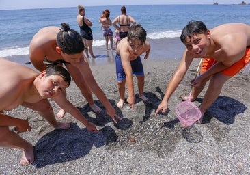 Why are there no jellyfish on Granada's beaches this year?