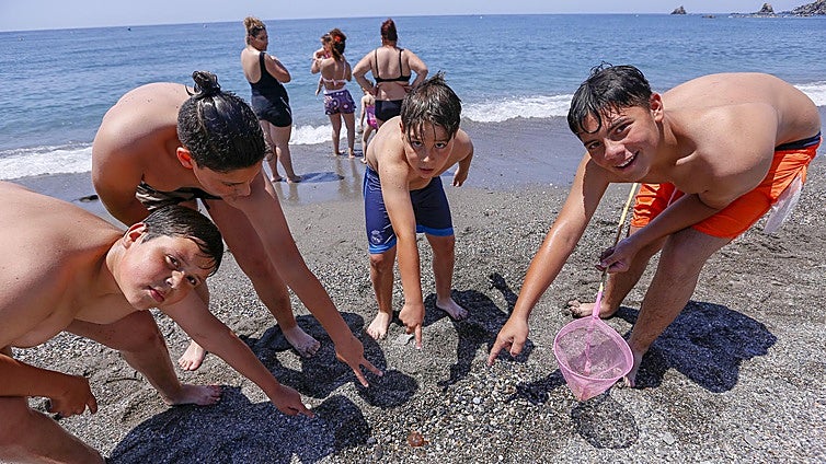 Why are there no jellyfish on Granada's beaches this year?