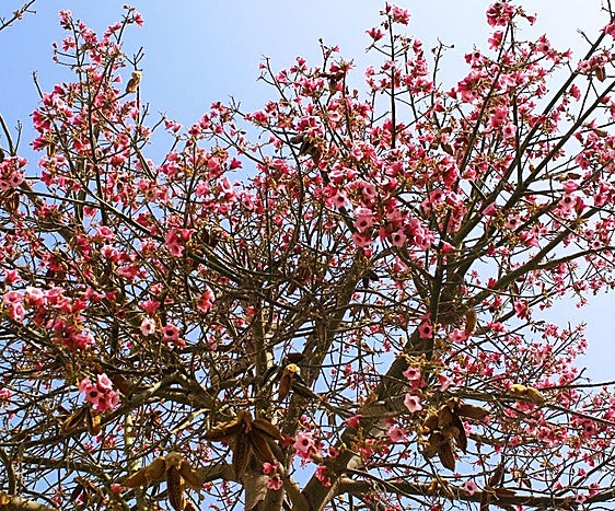 Recommended for your garden in the south of Spain: The lacebark tree