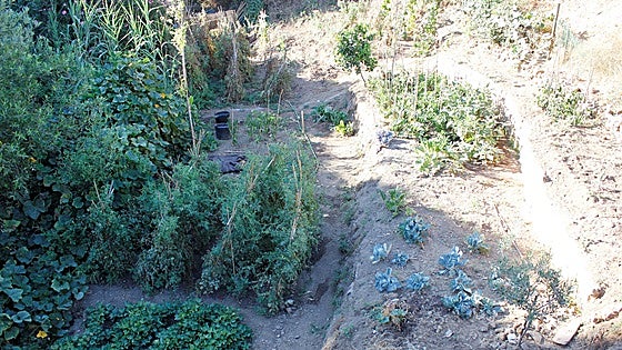 'We don't have money to go to the bar; our life is to come to the allotment and now we feel like we're superfluous'