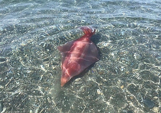 A closer look at this not-so-giant squid at Playa Granada.