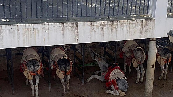 Mijas town hall issues new regulation for protection of the donkeys in response to complaints