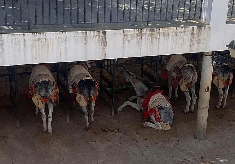Image of one of the donkeys on the ground.