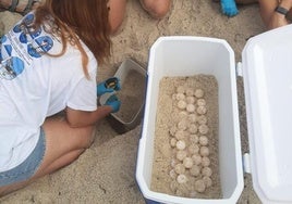 Benidorm: loggerhead turtle and flamingo turn beach into a wildlife park