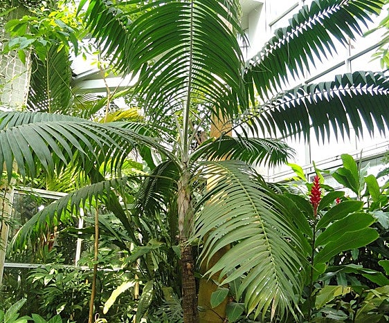 Dictyosperma album