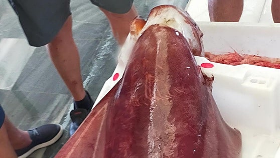 Giant squid hauled in to town fish market on Almeria coastline