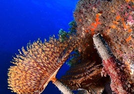 Marine life has recovered in many areas of the province's coastline.