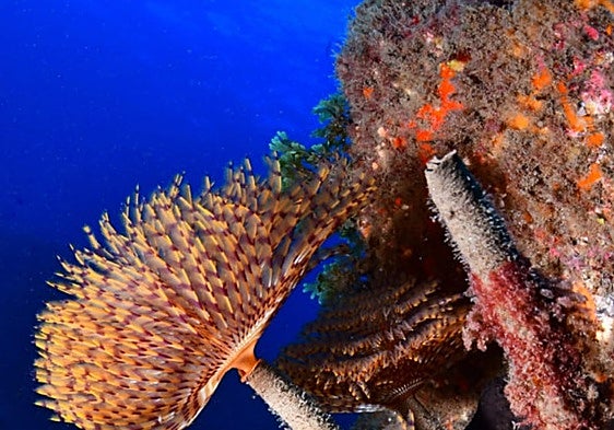 Costa del Sol's marine flora and fauna flourish again after adapting to invasive Asian seaweed